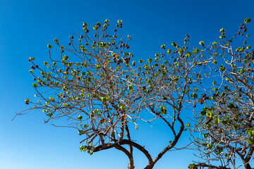 Black Kukui Nuts and Green Leaves on a Brown Tree Under Blue Sky.