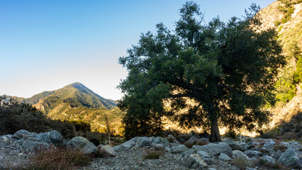 Morning light highlights a single Oak in the San Gabriel Mountains 