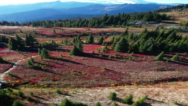 Majestic Mount Rainier Overlooking the Vibrant Autumn Meadows, Vertical Shot