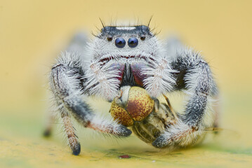 Extreme Close up of spider preying