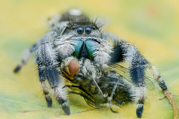 Extreme Close up of spider preying