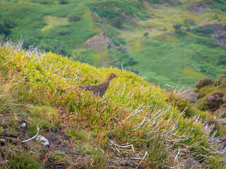 Grouse on a Moor