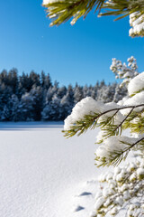 snow covered trees