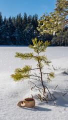 tree in the snow