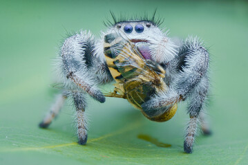 Extreme Close up of spider preying
