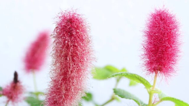 Close-up of watering spraying of Flowers, Acalypha Hispida with green leafs on selected focus. Acalypha hispida, the chenille plant swaying in the wind. 