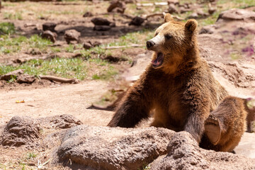 Tired brown bear cub yawning © Steven