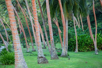 Tall palm trees surrounded by lush green foliage and  grass.