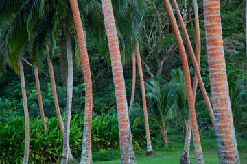 Tall palm trees surrounded by lush green foliage and  grass.
