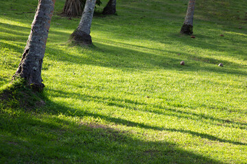 Palm trees cast shadows on sunlit lush green grassy land.