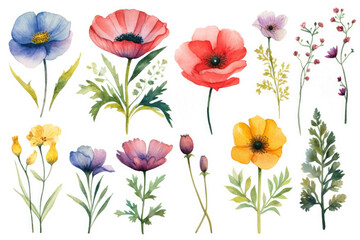 Watercolor set of wild beautiful flowers, plant illustrations, décor for holidays, botanical arrangements and weddings.
