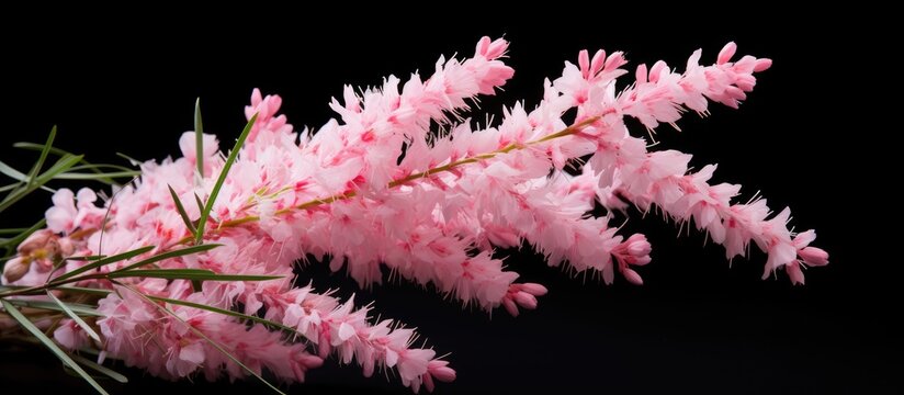 Pink flowers and green foliage are characteristics of Tamarix tetrandra also known as tamarisk or salt cedar
