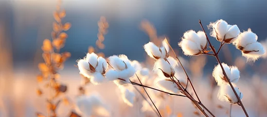 Fotobehang In a wintry scene there is a fluffy cottony weed with a white billowy appearance The background features a soft blurred effect known as bokeh © 2rogan