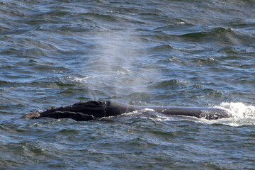 Fototapeta premium Ein Süderkap Wal stösst Atem durch das Blasloch aus