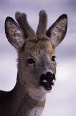 Capriolo (Capreolus capreolus)