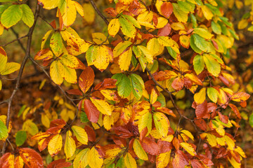 Im Herbst sind viele bunte Blätter am Baum
