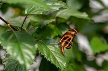 Schmetterling 