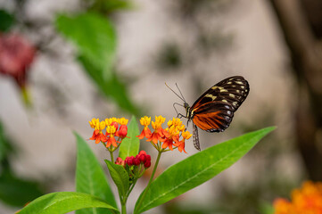 Schmetterling 