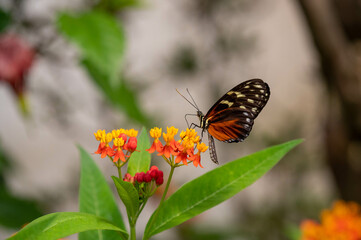 Schmetterling 