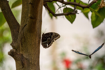 Schmetterling 