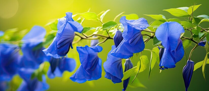 In the garden a beautiful blue Clitoria ternatea flower is in full bloom showing a close up view This particular flower is commonly referred to as Asian pigeonwings bluebellvine cordofan pe