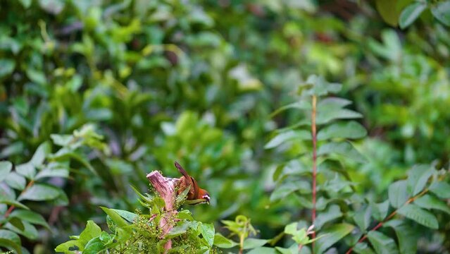 Taiwan Scimitar Babbler 