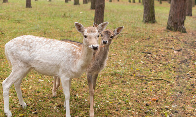 Hirschkuh mit Kitz im Wald