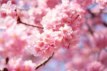 Obraz premium 桜