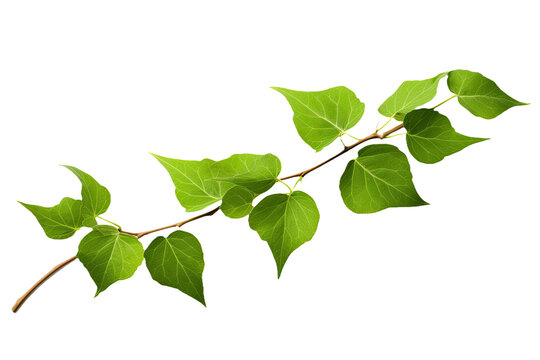 A green vine leaf isolated on a pure white background