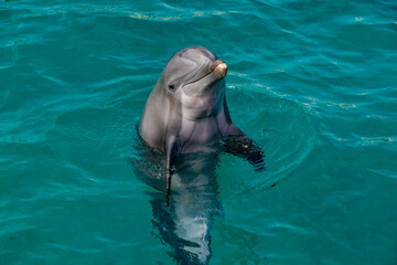 Bottle Nose Dolphin Smiles facing camera in St Thomas USVI