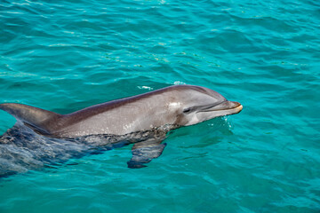 Bottle Nose Dolphin Smiles facing camera right in St Thomas USVI