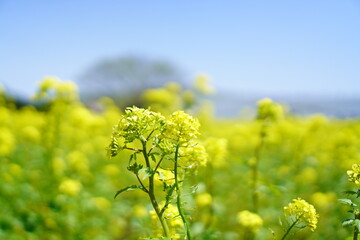 Obraz premium 菜の花