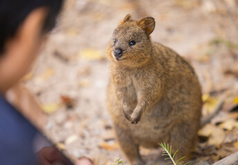 Close up of a Quokka, small marsupial macropod animal, located in natural habitat on Rottnest Island, western Australia