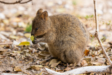 Close up of a Quokka, small marsupial macropod animal, located in natural habitat on Rottnest Island, western Australia