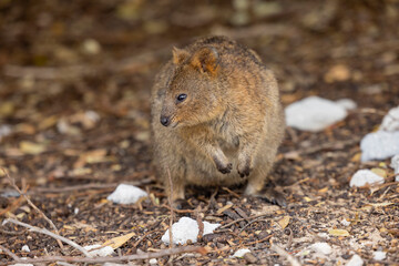 Close up of a Quokka, small marsupial macropod animal, located in natural habitat on Rottnest Island, western Australia
