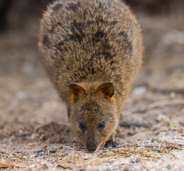 Fototapeta premium Close up of a Quokka, small marsupial macropod animal, located in natural habitat on Rottnest Island, western Australia
