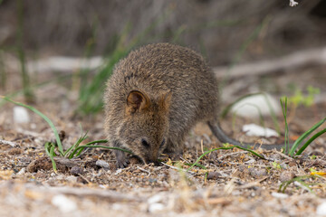 Close up of a Quokka, small marsupial macropod animal, located in natural habitat on Rottnest Island, western Australia