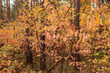 Eine wunderschöne bunte Herbstlandschaft mit rosa Sträuchern