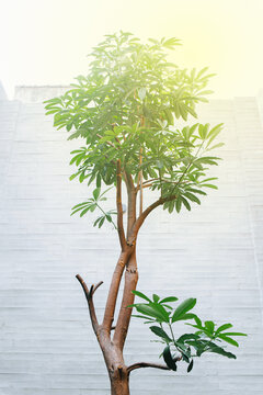 A Dwarf Umbrella Tree against sunlight in the minimalist modern house. Heptapleurum Arboricola.