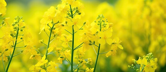 The close up of Sinapis arvensis also known as Mustard grass displays the stunning beauty of spring with its vibrant yellow herbs