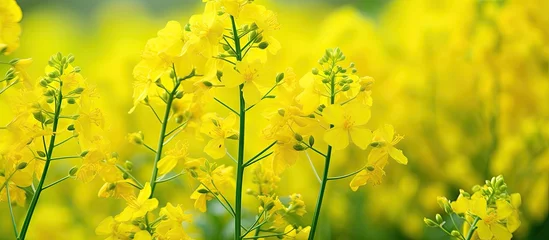 Photo sur Aluminium Herbe The close up of Sinapis arvensis also known as Mustard grass displays the stunning beauty of spring with its vibrant yellow herbs