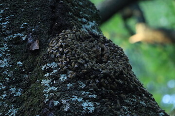 大磯　湘南平　高麗山　桜の木に巣を作るミツバチの大群