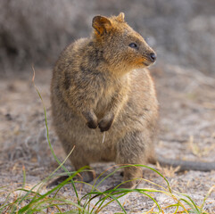 Close up of a Quokka, small marsupial macropod animal, located in natural habitat on Rottnest Island, western Australia