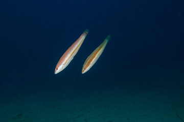 Parallel fishes