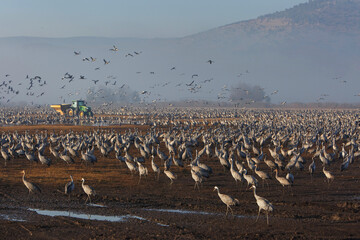 Obraz premium Feeding of the cranes at sunrise in the national Park Agamon of Hula in Israel