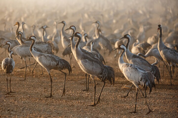 Feeding of the cranes at sunrise in the national Park Agamon of  Hula in Israel