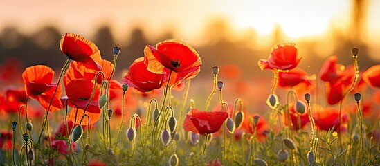 Red poppies bloom in a wild field creating a stunning scenery with their vibrant color With a soft selective focus these beautiful red poppies stand out in the field illuminated by gentle s
