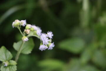 beautiful Ageratum violet flower in the garden in spring  and summer season with green leaves blurred background.