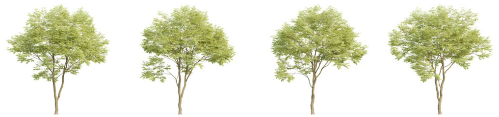 Fototapeta na wymiar set of trees, 3D rendering, isolated on a transparent background. Perfect for illustration, digital composition, and architecture visualization