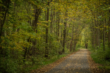 Leaf-covered path through woods at peak fall color.